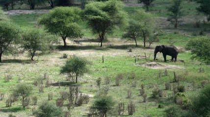 Танзания - родина сафари