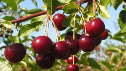 В Тернопольской области мужчина собирал вишни и погиб