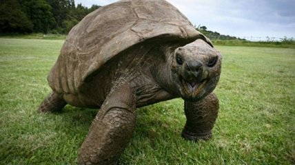 Самую старую наземную черепаху впервые помыли (Видео) 