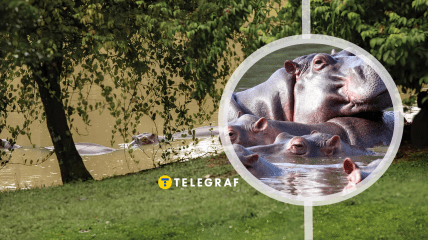 Бегемотам знаменитого наркобарона загрожує смерть