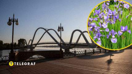 Рідкісні рослини зникли завдяки новому мосту