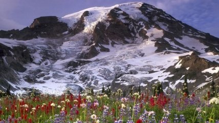 Ученые оценили риск вымирания альпийских растений
