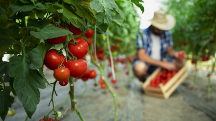 Хороший урожай помидоров получить непросто