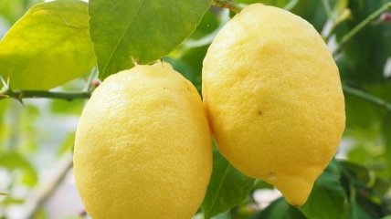 Медики назвали полезные свойства лимона