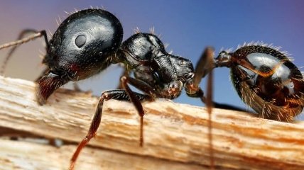 Ученые заявили, что сельское хозяйство изобрели муравьи