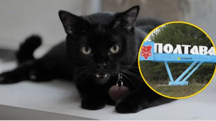 Кіт у Полтаві