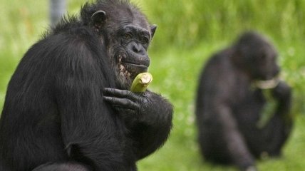 Размеры и возможности мозга приматов определяются их рационом