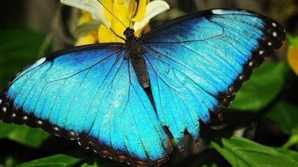 Ученые: самцы бабочек различают множество цветов