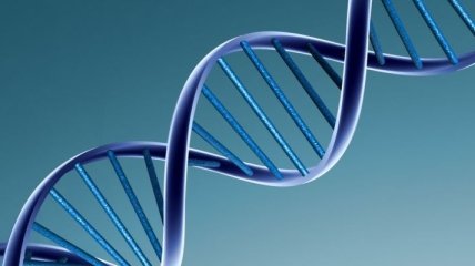 Как гены влияют на рост человека? 