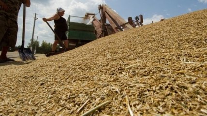 В Украине уже намолочено 37,6 млн т зерна