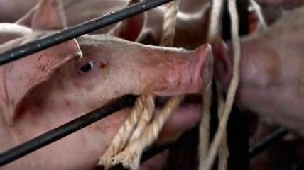 Смертельный вирус свиней расползается по миру в пакетах  