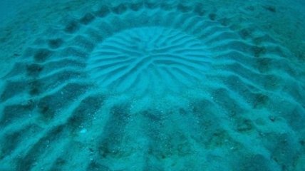 Невиданные ранее странные круги обнаружены на дне океана (Фото) 