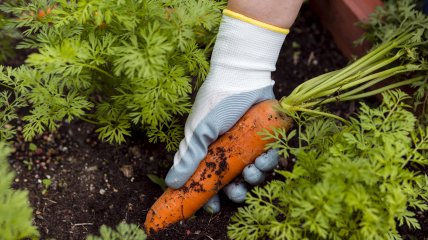 Морква – часта культура на городі