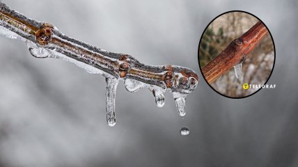 Виноград може загинути через тривале перебування під льодом