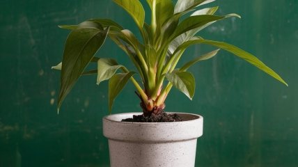 Кімнатні рослини потребують регулярного підживлення  (зображення створено за допомогою ШІ)
