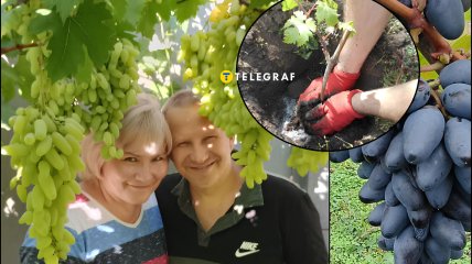 Как правильно вырастить виноград