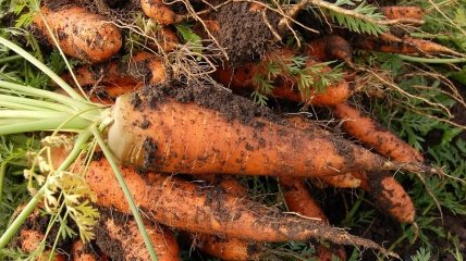 Как защитить морковь от гнили