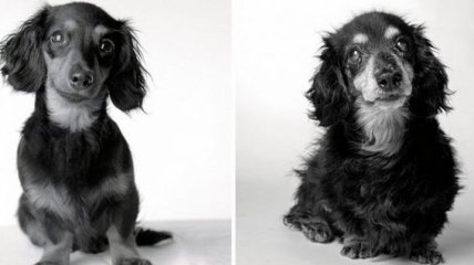 Интересный и необычный фотопроект о том, как стареют собаки (Фото)