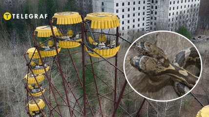 Двоголова змія