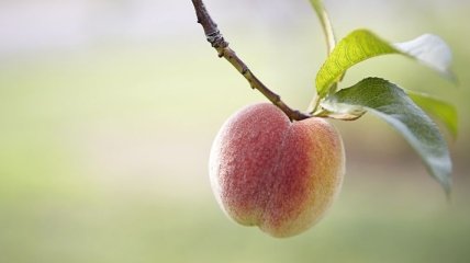 Чем полезен персик?