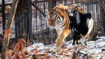 Тигр Амур и козел Тимур: дружба хищника и жертвы (Фото)