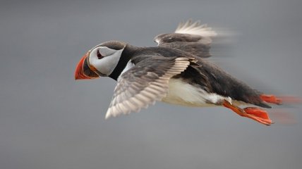 "Северные" птицы могут спасти планету от глобального потепления