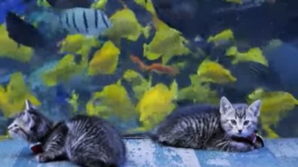 Котятам из приюта разрешили "посетить океанариум с экскурсией" (Видео)