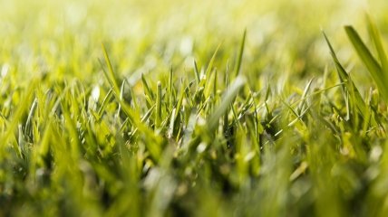 Известкование поможет вырастить сочную и густую траву на газоне