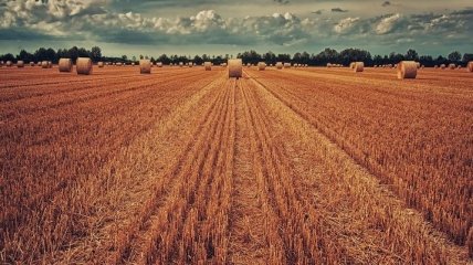 Україна може вдвічі збільшити врожайність пшениці