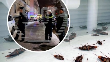 Яд против тараканов оказал воздействие и на россиян
