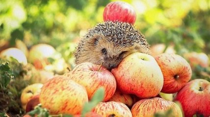 Медики рассказали об уникальных свойствах яблок