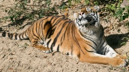 В Харьковском зоопарке пройдет День тигра