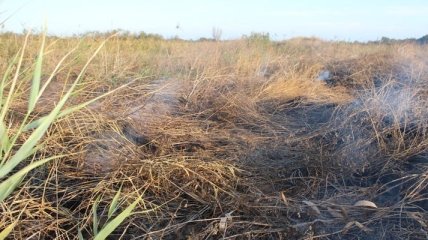 В Полтавской области горит торфяник