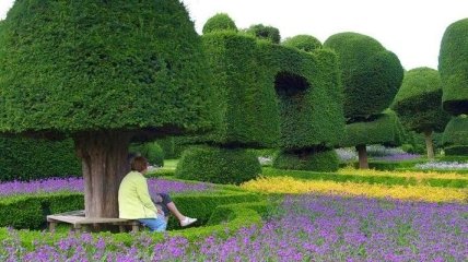 Топиари: удивительные примеры садового-паркового искусства (Фото) 