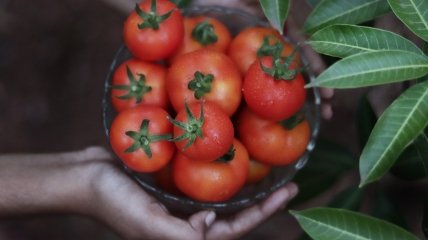 Чем подкармливать помидоры, когда они цветут