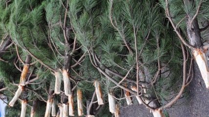 В Украине срезали почти 1 млн "новогодних елок"
