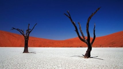Место, где ничего нет: мертвая долина в пустыне Намиб (Фото)