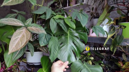 Квартирные джунгли