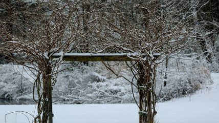 Глициния в декабре