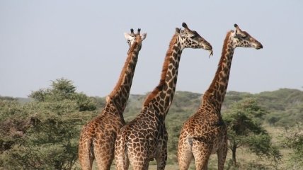 Впервые зафиксирована гибель жирафов от ударов молнии (Фото)