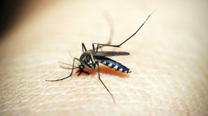 Как избавиться от комаров - лайфхаки
