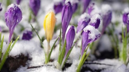 Погода в Украине 16 марта: ожидаются дожди, местами с мокрым снегом