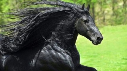 Самый красивый конь в мире, чья роскошная грива сводит людей с ума (Фото) 