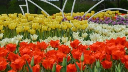 Цветущий Киев: на Певческом поле открылась выставка тюльпанов (Фото)