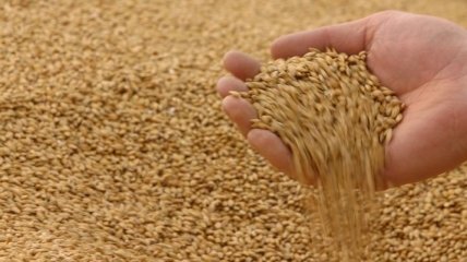 Украина за последние 7 лет утроила экспорт зерновых