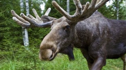 В Киеве бродит раненый лось