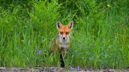 27 квітня ловля лисиці ні до чого доброго не призводить