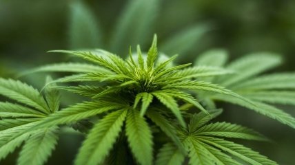 Канада готовится к легализации марихуанны