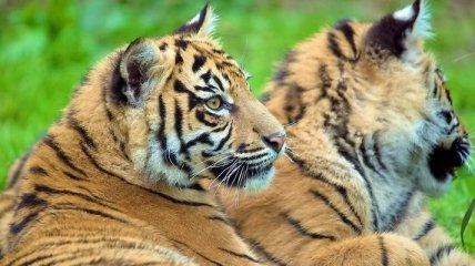 Туристам в Индии снова разрешили приезжать в гости к тиграм 