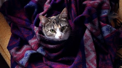 Комфорт та затишок гарантований: які речі незамінні у холодній квартирі